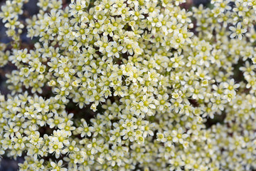 Beautiful wild flowers Saxifraga funstonii, also known as rockfoils. Many inflorescences. Good spring or summer mood. Plants of the Arctic. Chukotka, Siberia, Russia. Perfect for background and design