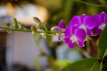 pink flowers of lilac
