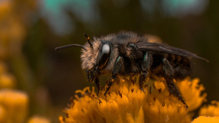 bee