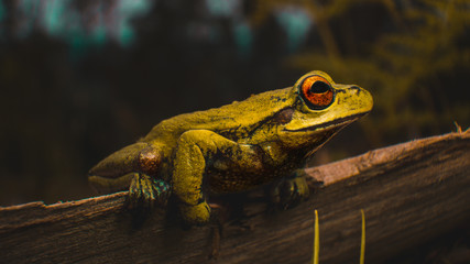 frog