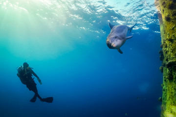 Fototapeta na wymiar Dolphin swimming in the Red Sea, Eilat Israel
