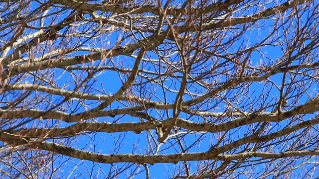 background of tree branches waved by the wind