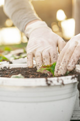 Male Botanist Planting Saplings In Pots