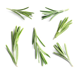Set of fresh rosemary on white background