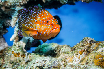 Fish swim in the Red Sea, colorful fish, Eilat Israel
