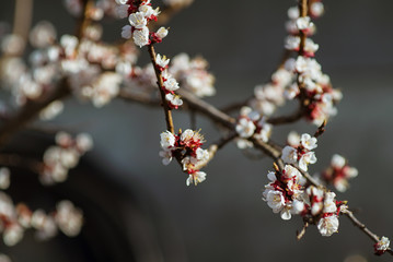 Spring tree flowers blossom