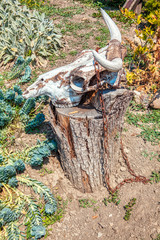 skull of a cow on a stump