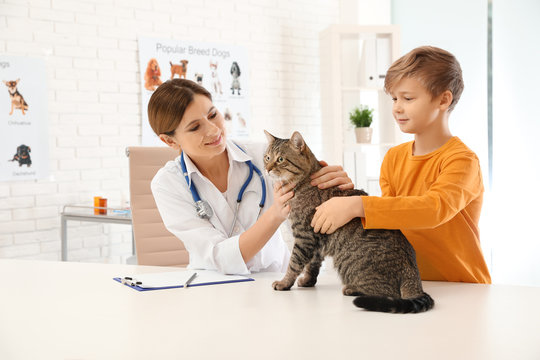 Boy with his cat visiting veterinarian in clinic