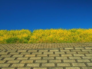 護岸と菜の花咲く土手風景