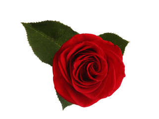 Beautiful red rose on white background, top view