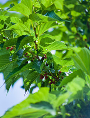 Mulberry fruit on the tree.