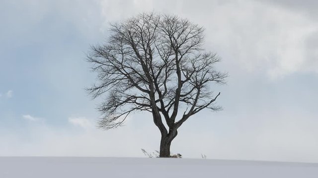 tree in winter