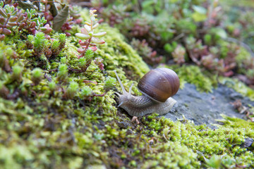Snail crawling on the moss. Helix pomatia also Roman snail, Burgundy snail in wet weather. Forest floor.