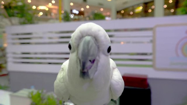 Cute Funny parrot stand  At A Pet Store