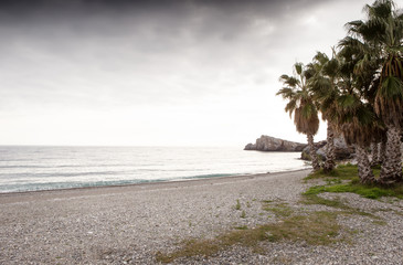 palm trees on the beach of the Costa Tropical