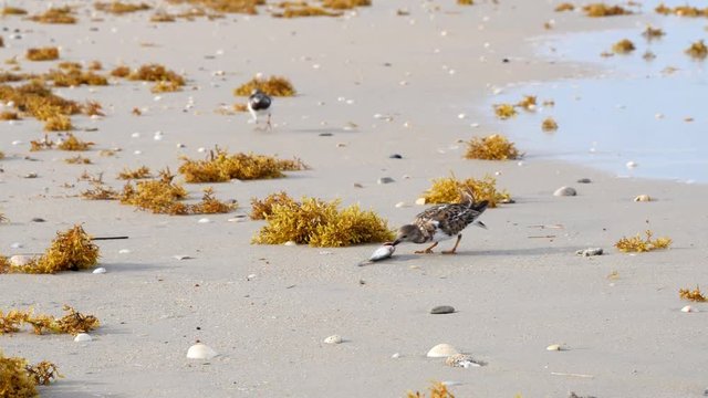 Ruddy turnstone sandpiper - Arenaria interpres - feeding on a dead fish on a beach 