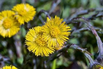 Flower of the Coltsfoot, Tussilago farfara; in spring