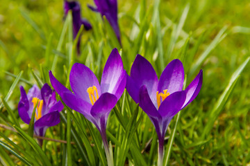 Spring awakening, flowers of crocuses on meadow in spring