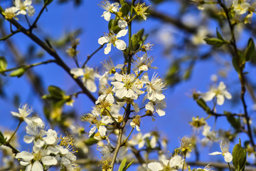 Flowers of the Blackthorn, Prunus spinosa, in spring