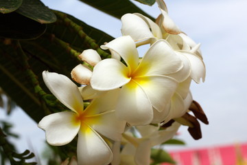 white frangipani flower