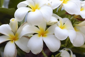 white frangipani flowers on wooden background