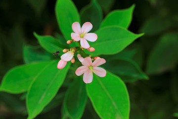 Obraz premium flower in the garden