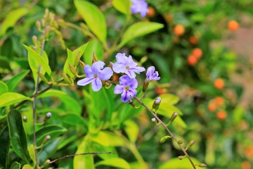 Fototapeta premium purple flowers in the garden