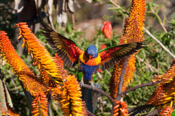 Colorful rainbow lorikeet in flight with its wings spread wide