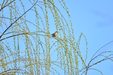 The beauty of the sparrow