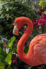 Pink Flamingo Wildlife Portrait Image - Beautiful Tropical Bird with Bright Feathers, isolated side portrait view showing incredible feather detail. Wading bird in the Phoenicopteridae family.