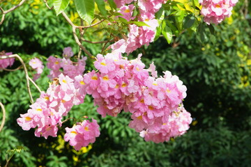 pink flowers in the garden