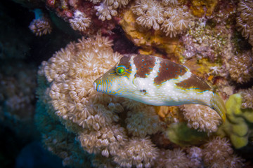 Fish swim in the Red Sea, colorful fish, Eilat Israel