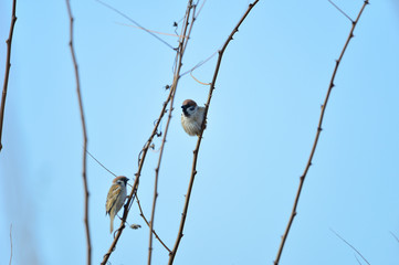 The beauty of the sparrow