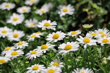 ノースポールの花