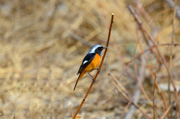 The north red Robins