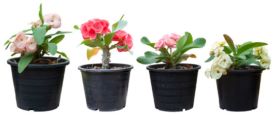 Colorful Euphorbia milli or Crown of Thorns flower in black plastic pot isolated on white background with clipping path.