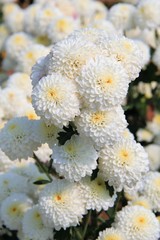 Chrysanthemum Blossom with sun light at Nakhon Ratchasima Thailand.