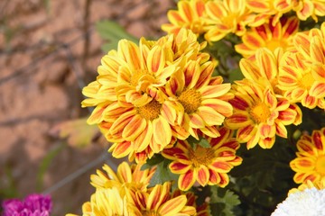 Chrysanthemum Blossom with sun light at Nakhon Ratchasima Thailand.