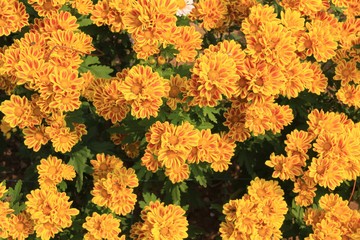 yellow flowers in the garden