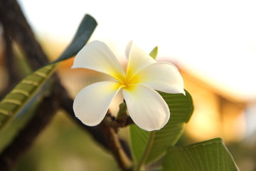 frangipani flower on green background