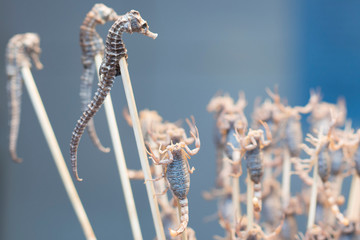 Fried seahorses on sticks in Wangfujing street, a shopping street in Beijing, China © LR-PHOTO