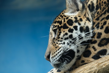 チーター クローズアップ