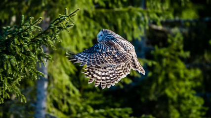 Ural owl flying in the fir forest with sunshine on its back