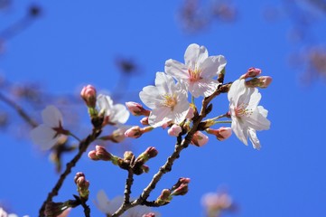 桜の花