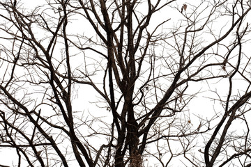 Dead branches , Silhouette dead tree or dry tree on white background with clipping path.