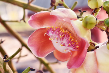 pink orchid on a green background