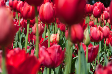 Floral background of field of red tulips