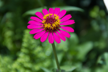 Obraz premium Margarita