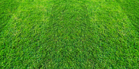 Green grass field pattern background for soccer and football sports. Green lawn pattern texture...