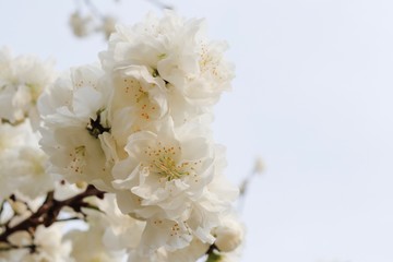 白桜
